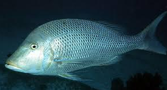 <ol><li><p><em><u>Lethrinus nebulosus</u></em></p></li><li><p>Spangled emperor</p></li><li><p><em><u>Encotyllabe caballeroi</u></em></p></li><li><p>Gills</p></li><li><p>Mindoro</p></li></ol><p></p>