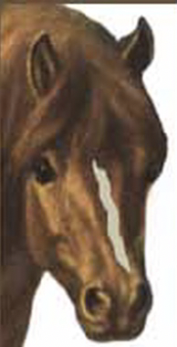 <p><span>Below, you need to identify the different face markings.</span></p>