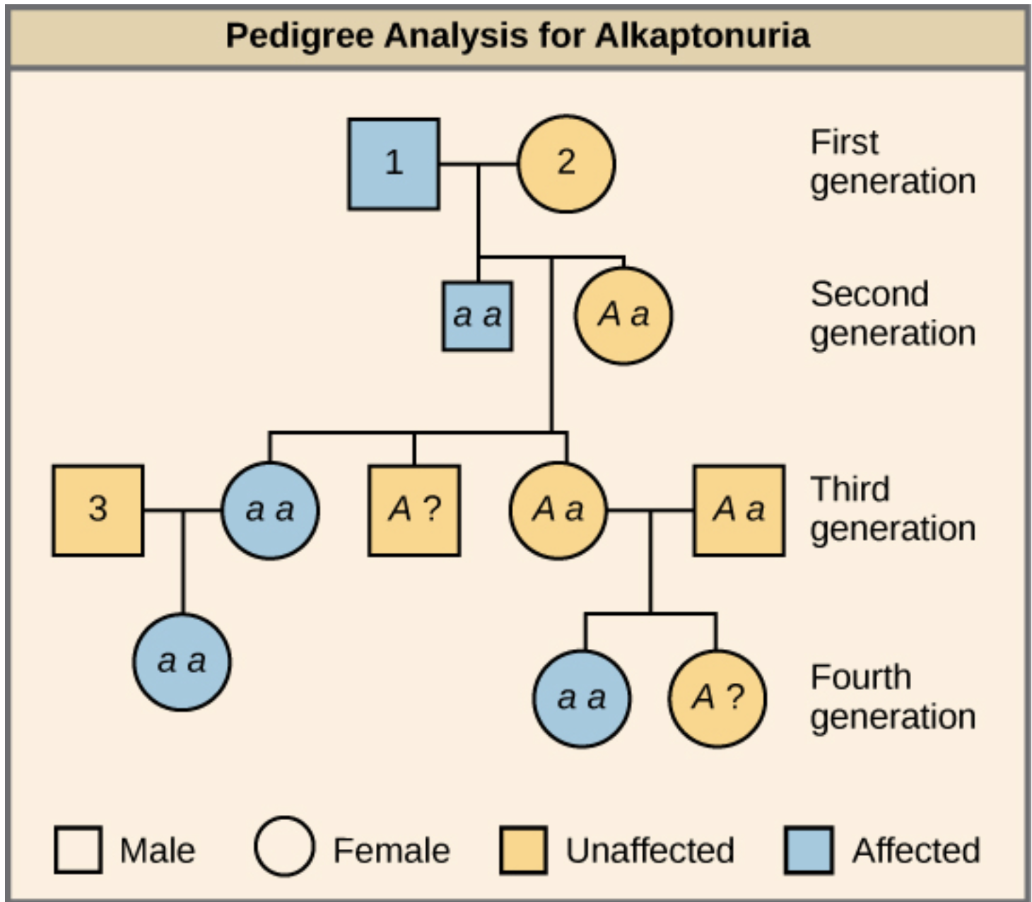<ul><li><p><span><span>method used by geneticists to </span></span><strong>study how traits are passed down</strong><span><span> through several </span></span><strong>generations of a family</strong><span><span>.</span></span></p></li><li><p><span><span>uses a </span></span><strong>family tree diagram (pedigree chart)</strong><span><span> to track which members show a particular </span></span><strong>trait or genetic condition</strong><span><span> and to determine </span></span><strong>how that trait is inherited</strong><span><span> .</span></span></p></li></ul><p></p>