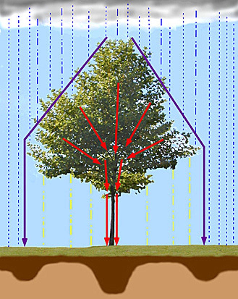 <p>STORE<br><br>= water that is caught and stored by vegetation has been intercepted<br><br>... after interception, 1 of 3 things can happen to the water:<br>1. Interception loss - water that is retained by plant surfaces and which is later evaporated away or absorbed by the plant<br><br>2. Throughfall - water that either falls through gaps in the vegetation or which drops from leaves or twigs<br><br>3. Stemflow - water that trickles along twigs and branches and finally down the main truck</p>