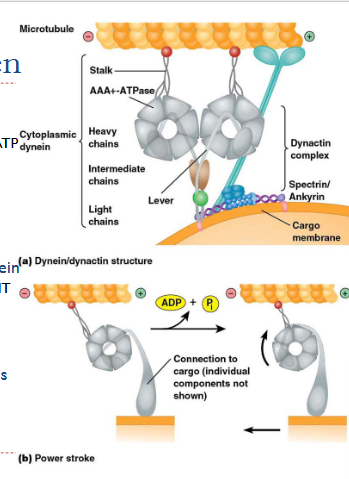 <p>Beweging via rotatie motordomein</p><ul><li><p>Koppeling tussen ATPase cyclus en rotatie motordomein</p><ul><li><p>Hydrolyse ATP → ADP vrijstelling → rotatie → kracht op MT</p></li></ul></li><li><p>Directionele verplaatsing van plus naar min einde van MT</p></li></ul><p></p>