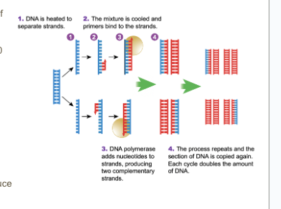<ul><li><p>A method used to&nbsp;<strong>make many copies of DNA</strong>&nbsp;super fast.</p></li><li><p><span>Is a process used to multiple copies of specific DNA sequences when a sample contains too little DNA.</span></p></li></ul><p></p>