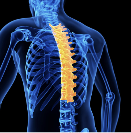 <p>whats this section of vertebrae called?</p>