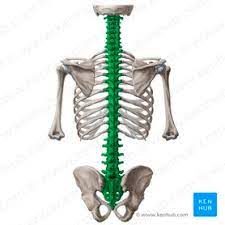 <p>referring to the whole spinal cord/back</p>