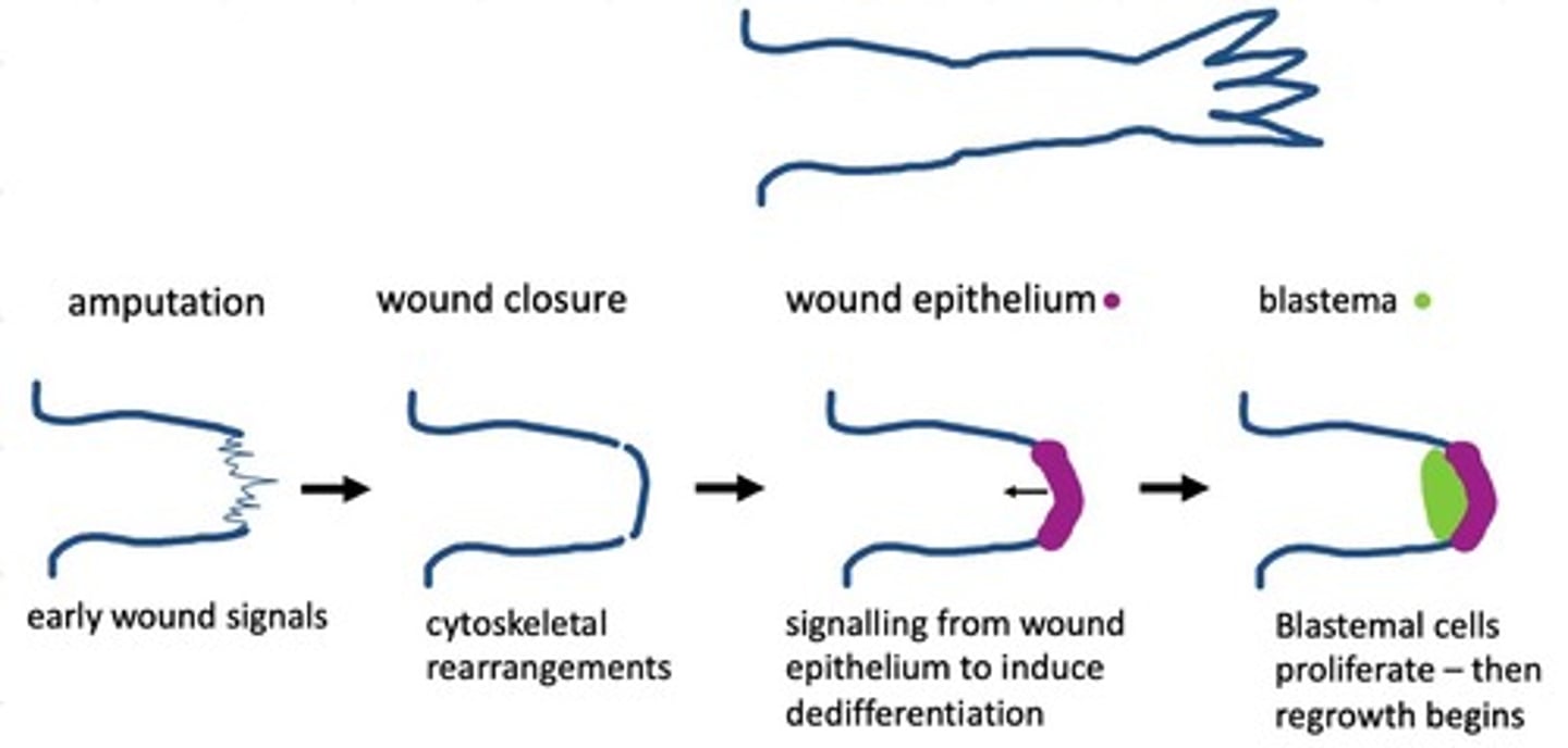 <p>Blastema, proliferation, distal</p>