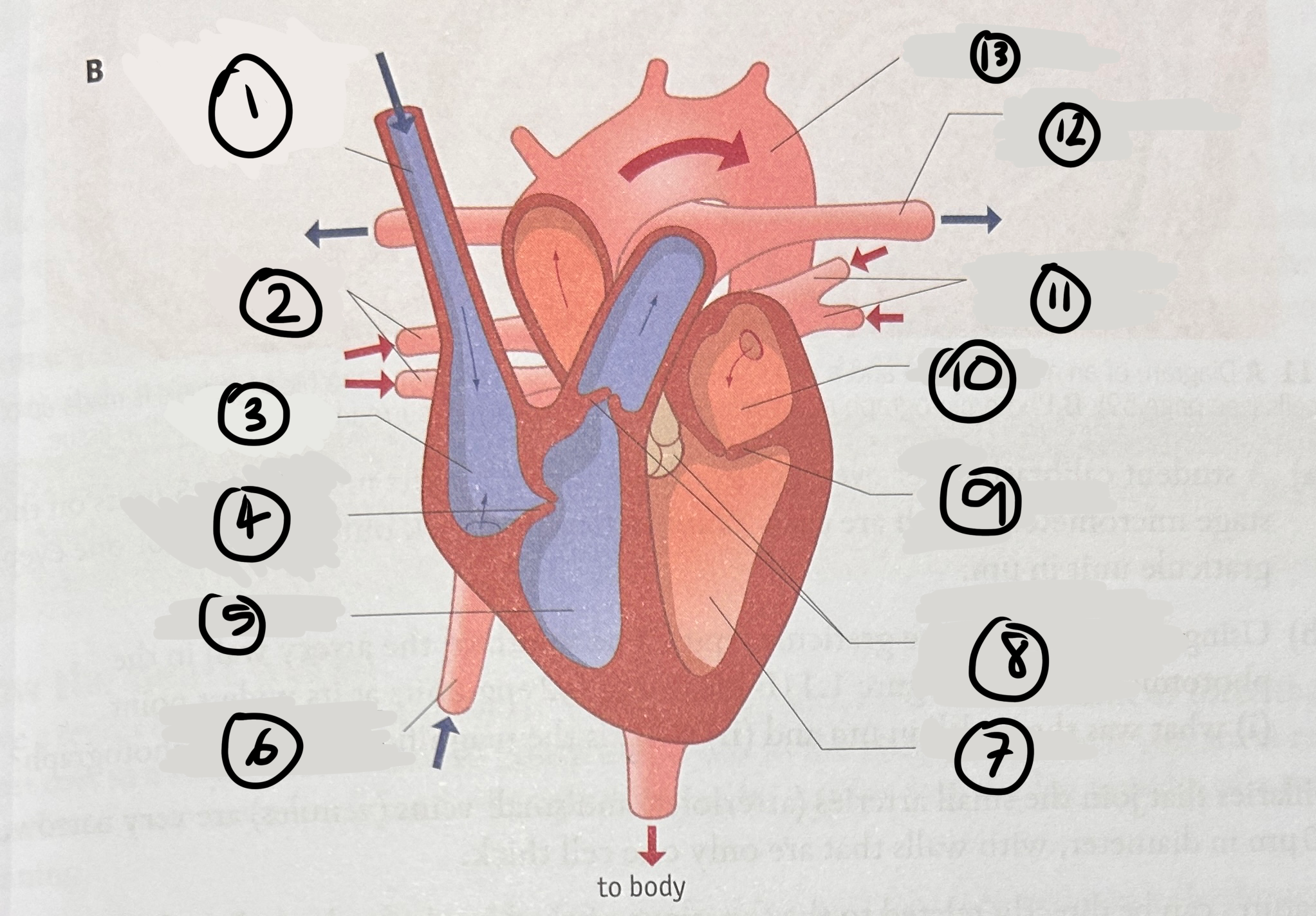<p>name the structures of the heart </p>