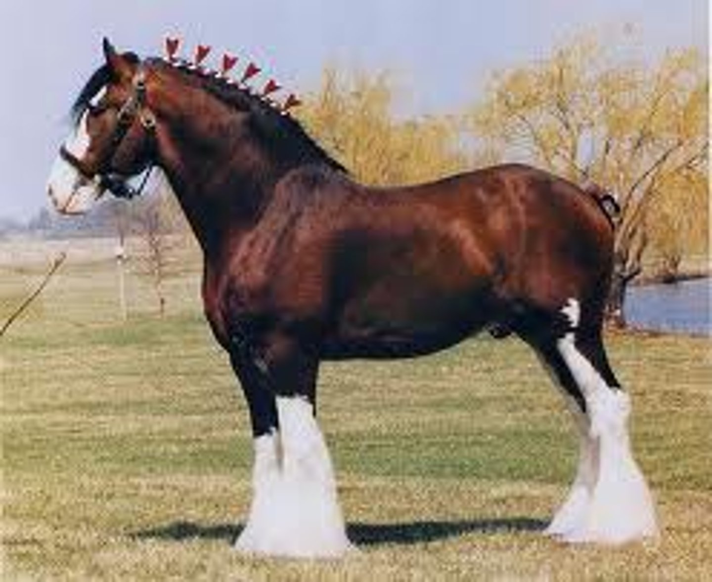 <p>draft horse:</p><p>the Budweiser horses; originated in Scotland; feathered legs- disease problems; white face, sorrel or bay color</p>