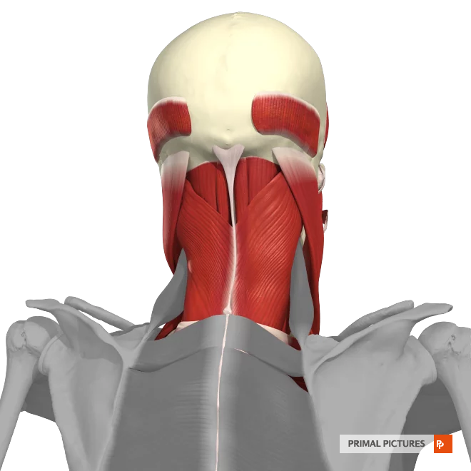 <p>Rotation of the head</p><p>Extension of the head </p>