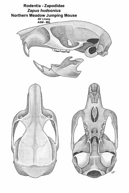 <p>What is the clade, order and family?</p>