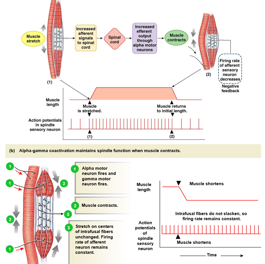 <p><u>unintentional contraction</u> = negative feedback</p><ul><li><p>stretch of muscles increases signal frequency to spinal cord</p></li><li><p>response is alpha motor neurons signal muscle to contract</p></li><li><p>signal frequency to spinal cord is decreased</p></li></ul><p><u>intentional contraction</u> = <strong>alpha gamma coactivation</strong></p><ul><li><p>spindles (gamma motor neuron) contract proportionally to muscle contraction (alpha motor neuron)</p></li><li><p>sensory neuron signal frequency is unchanged</p></li></ul><p><u>goal</u>: send info about mismatches</p>