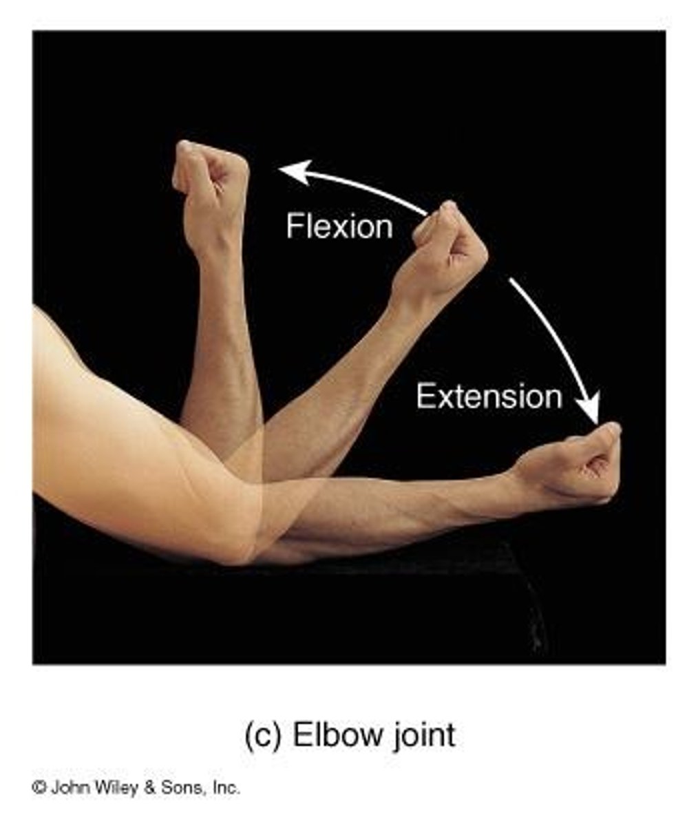 <p>Produce an opening and closing motion like that of a hinged door, permitting only flexion and extension, such as the elbow.</p>