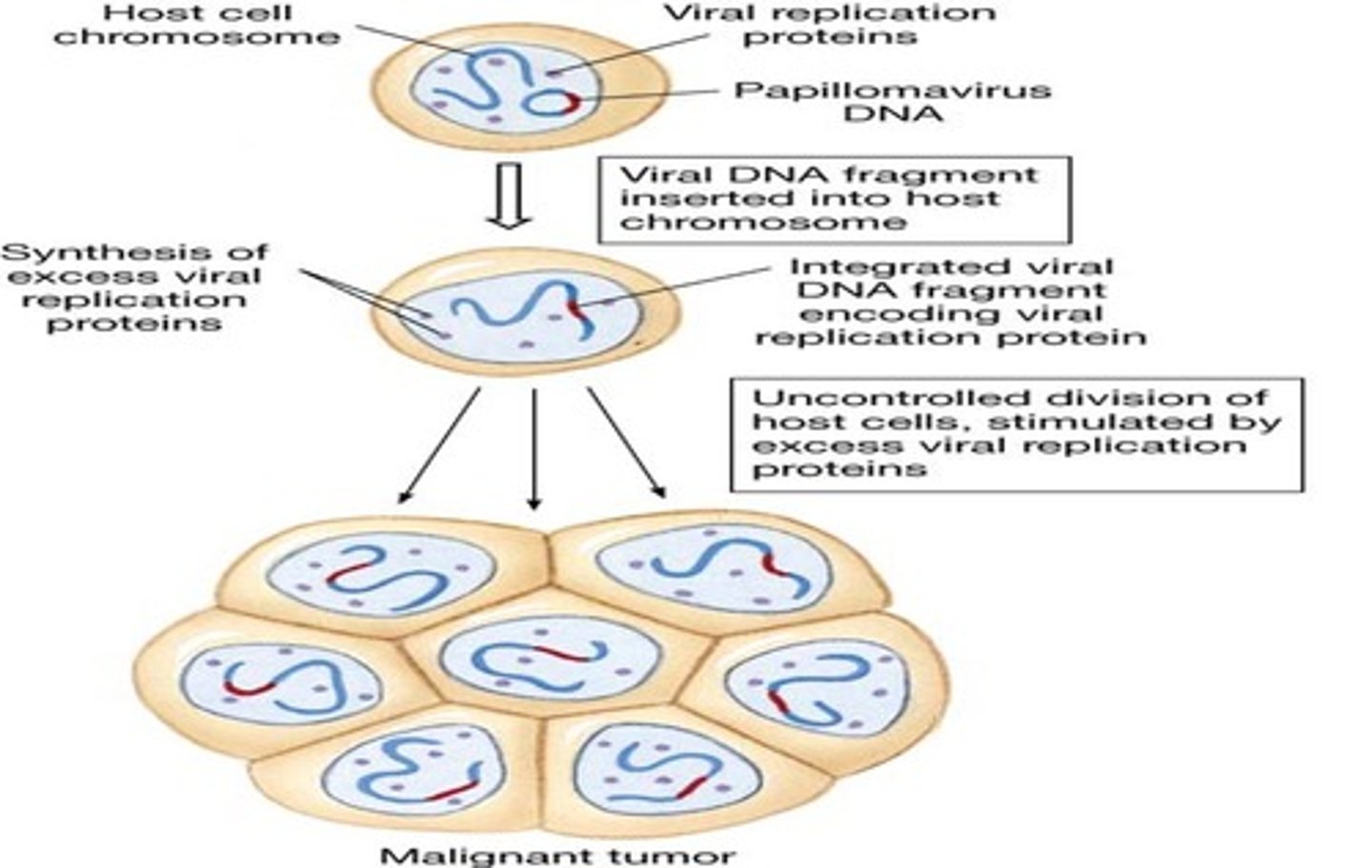 <p>uncontrolled cell division</p><p>-if genes mutate, cell cycle is no longer controlled. Cell will divide abnormally.</p>