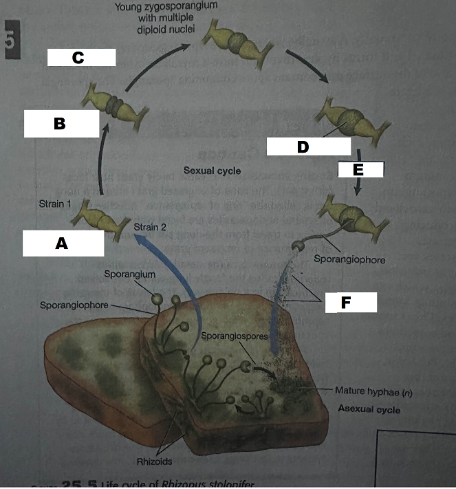 <p>E (What Occurs here?)</p>