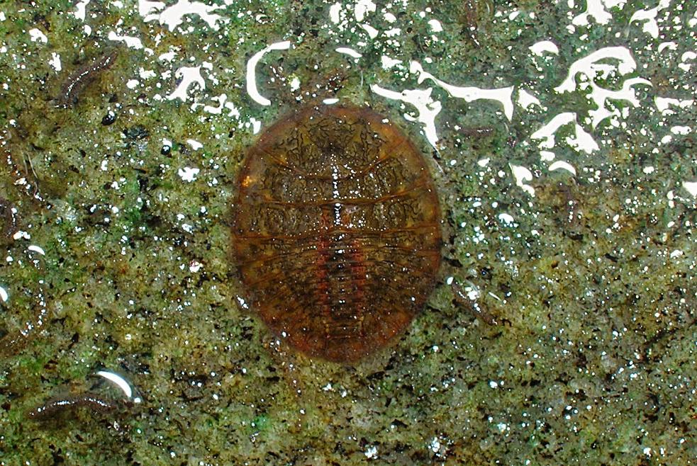 <p>Water Penny larvae (class 1)</p>