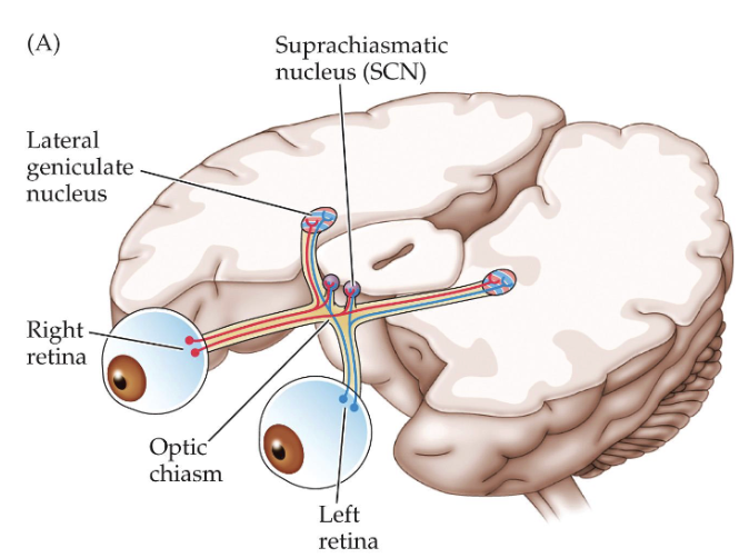 <p><span style="background-color: transparent;"><strong><span>main pacemaker of circadian rhythms</span></strong><span> located just above the optic chiasm.</span></span></p>