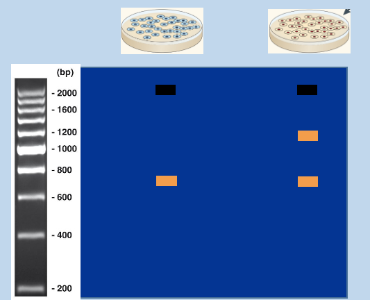 <p>G418s has only 750bp</p><p>G418r has 1200bp (recombinant locus) - modified population</p><ul><li><p>has a mix of to fragments</p></li></ul><p></p>