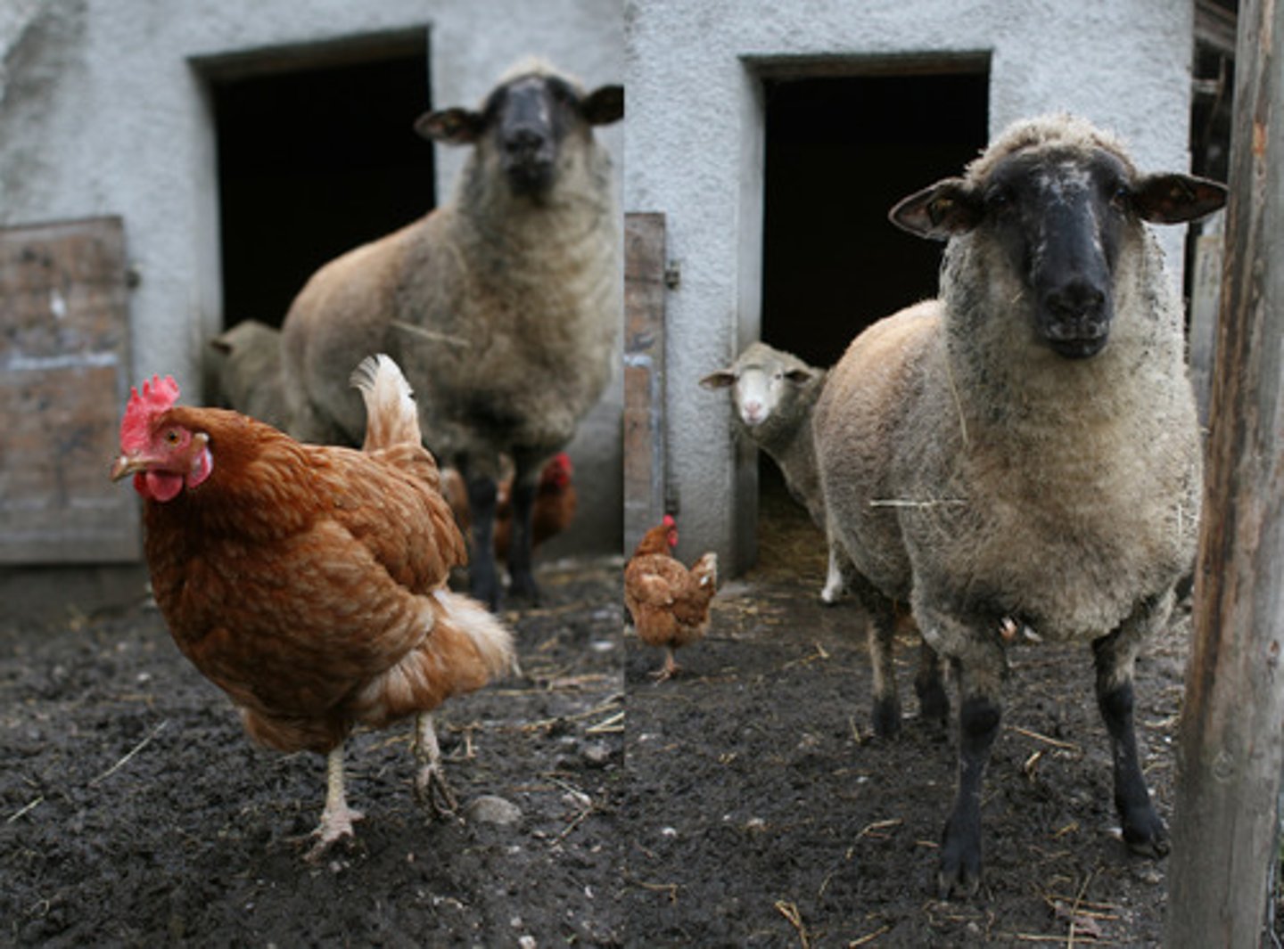 <p>animals are tamed/bred and used for food and profit.</p>