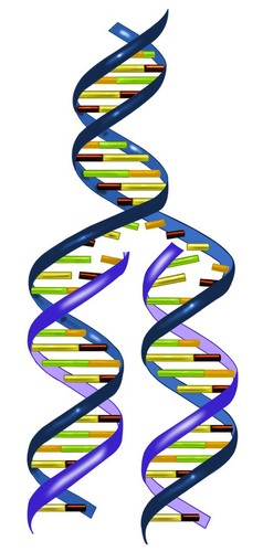 nucleotides/bases
