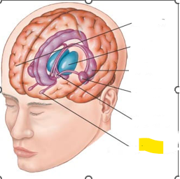 <p>Hvaða hlut i heilans er þetta?</p>