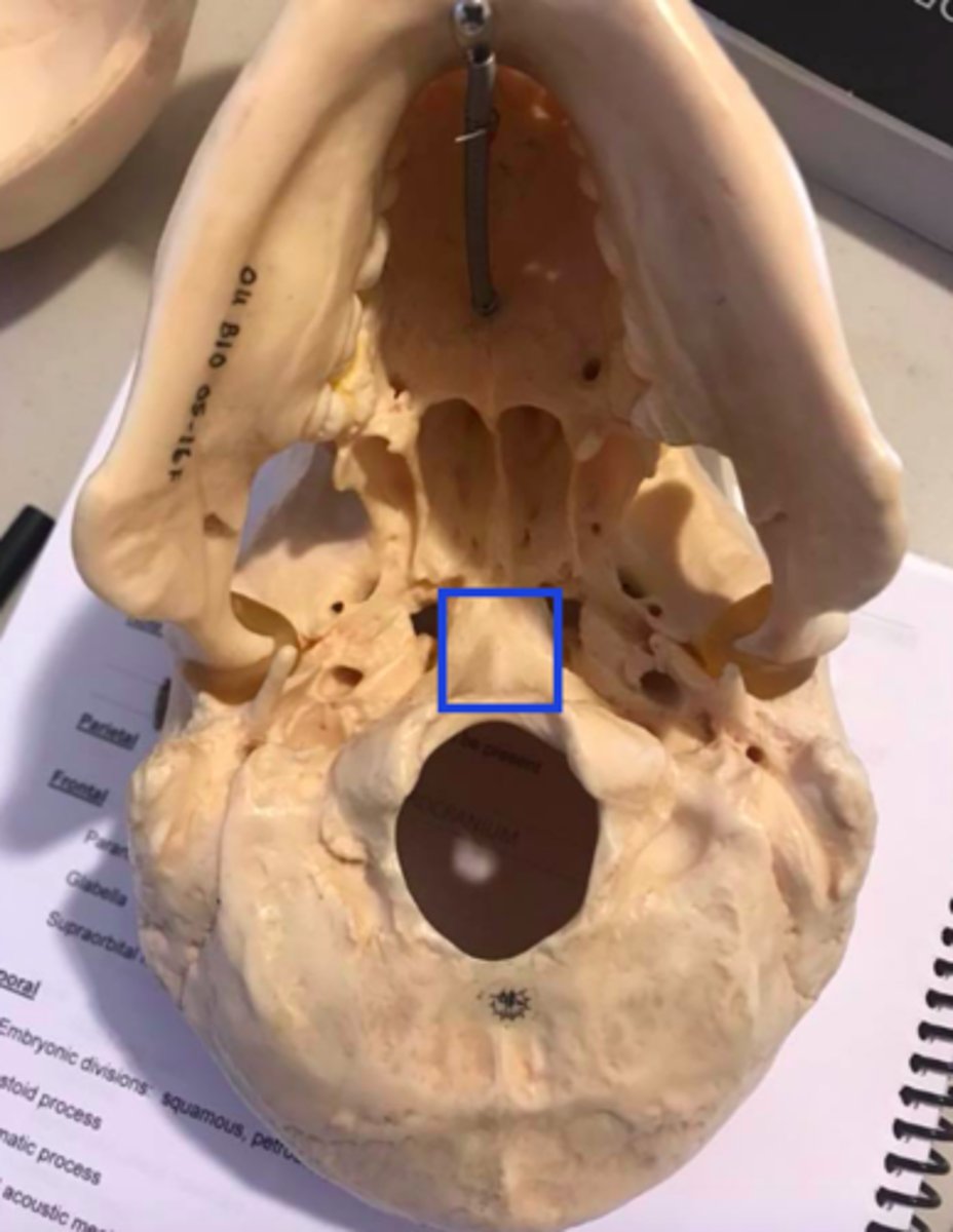 <p>What structures/features make up the clivus?</p>