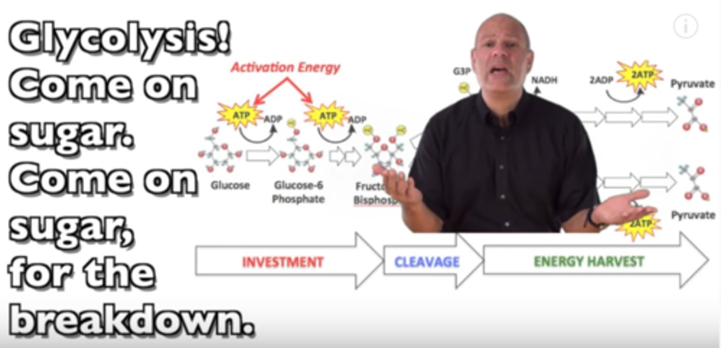 <p>the breakdown of glucose by enzymes, releasing energy and pyruvate</p>