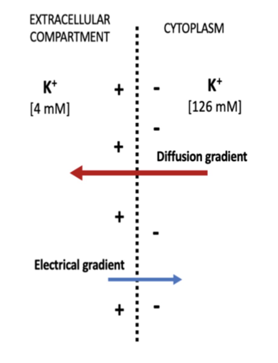 <p>How does the electrical gradient influence the movement of ions across the cell membrane? </p>