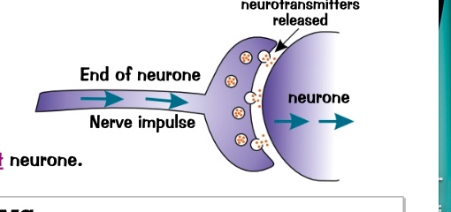 <p>transferred by chemicals called neurotransmitters which diffuse across the gap. </p><p>chemicals then set off a new electrical signal in the next neurone.</p>