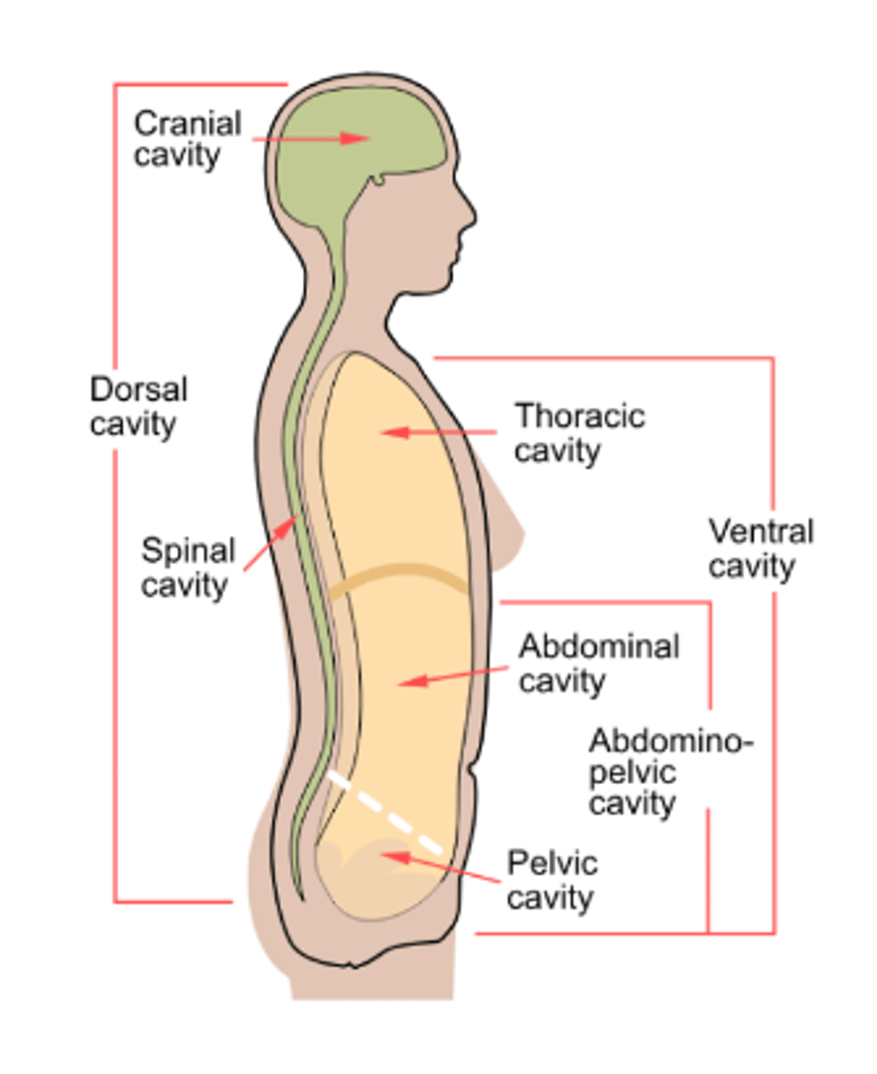 <p>contain the cranial and vertebral cavity</p>