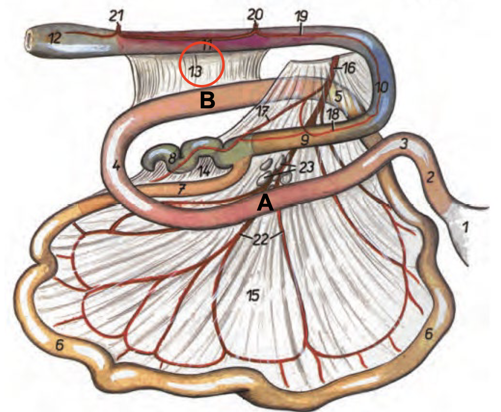 <p>Veck/hinna mellan duodenum- och tjocktarm</p>
