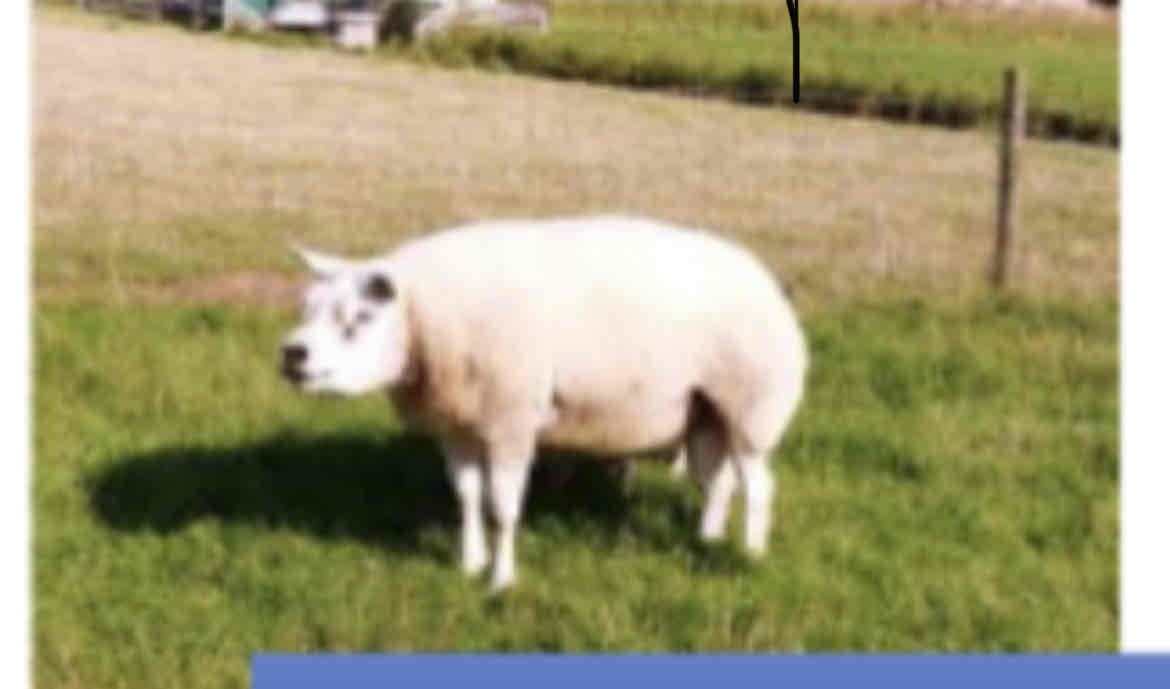 term image