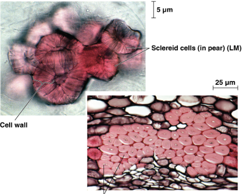 <p>Thick fibrous cells reinforced with lignin that provide additional support for the leaf (gritty)</p>
