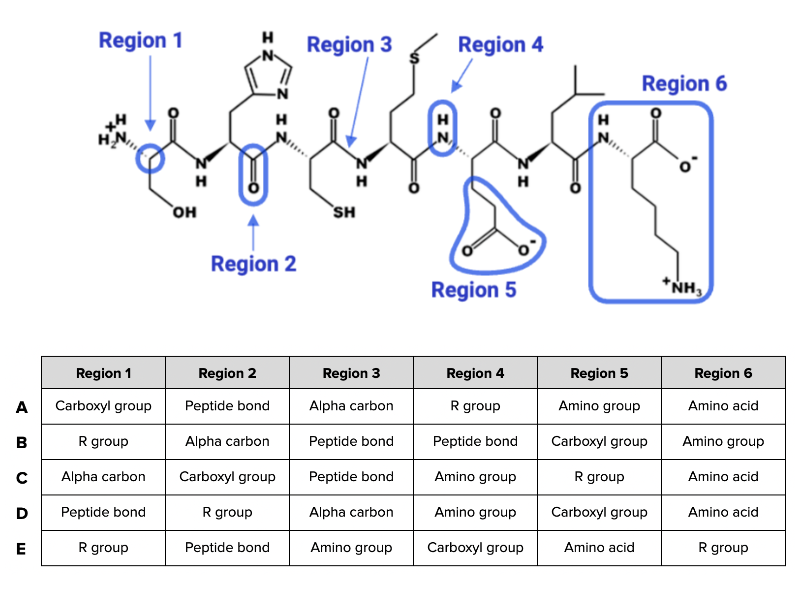 <p><span>Which combination of terms (A, B, C, D, or E) shown in the </span><strong>table </strong><span>accurately describes each region of the peptide in the figure?</span></p>