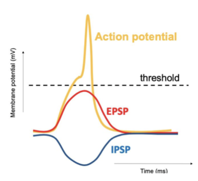 <ul><li><p>electrical potential across membrane of inactive nerve cell </p></li><li><p>when excitable cells are active, the potential (voltage) across the membrane briefly changes </p></li><li><p>mostly chemical</p></li></ul><p></p>