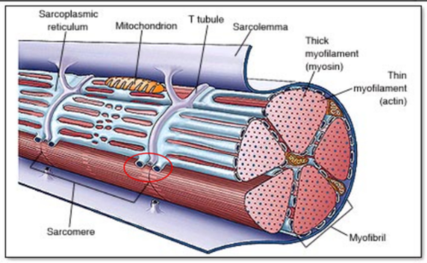 <p>long tubular invaginations of the sarcolemma</p>