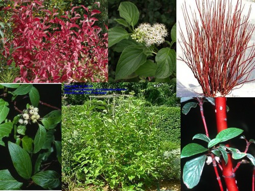 Blade: ovate leaf, veins curve out and in, sides curl
Reproductive: small white flowers, pointy buds
Bark: red, thin, grows in bunches, bush like