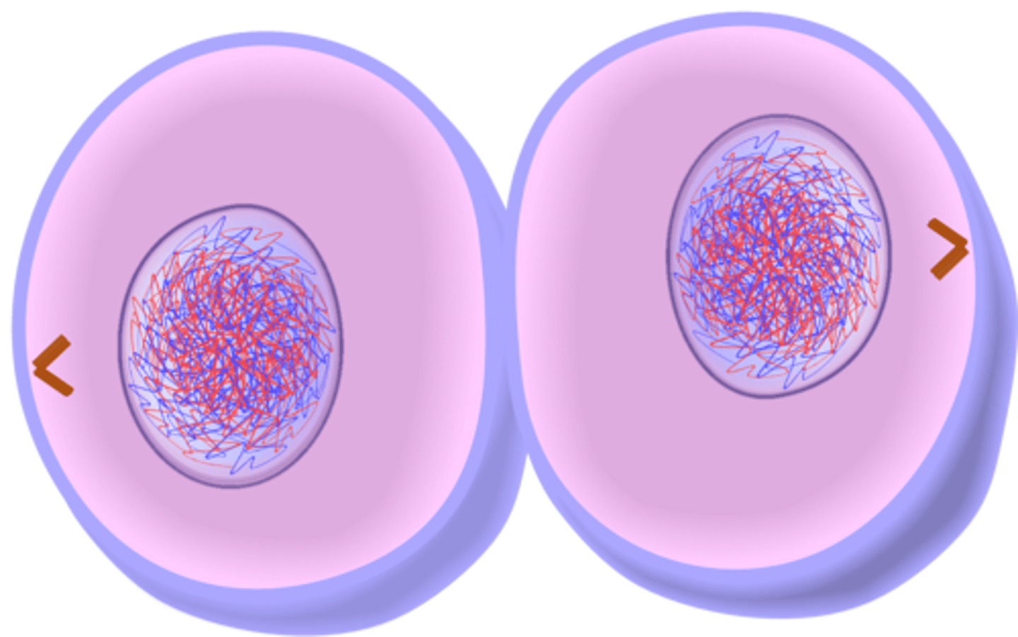 <p>The division of the cytoplasm into 2 individual cells</p>