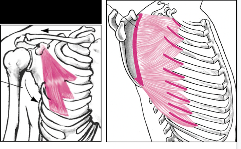 Scapula move laterally away from spinous processes without rotation