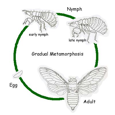 <p>Egg → nymph → adult</p>