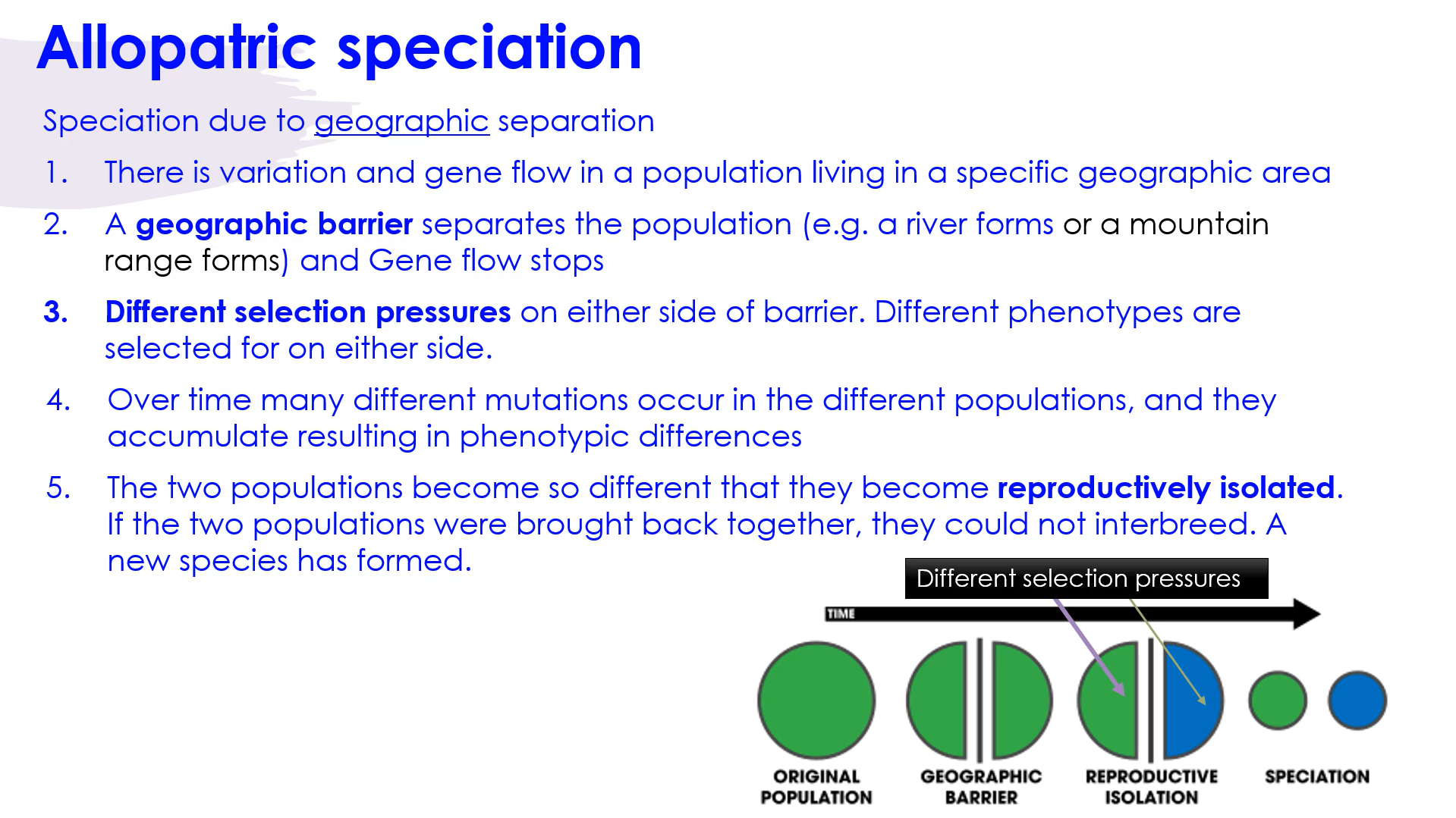 <ol><li><p>There is variation and gene flow in a population living in a specific geographic area</p></li><li><p>A <strong>geographic barrier</strong> separates the population (e.g. a river *or mountain range forms), and gene flow stops</p></li><li><p><strong>Different selection pressures</strong> on either side of barrier. Different phenotypes are selected for on either side</p></li><li><p>Over time, many different mutations occur in the different populations, and they accumulate resulting in phenotypic differences</p></li><li><p>The two population become so different that they become reproductively isolated. If the two populations were brough back together, they could not interbreed. A new species has formed</p></li></ol><p></p>