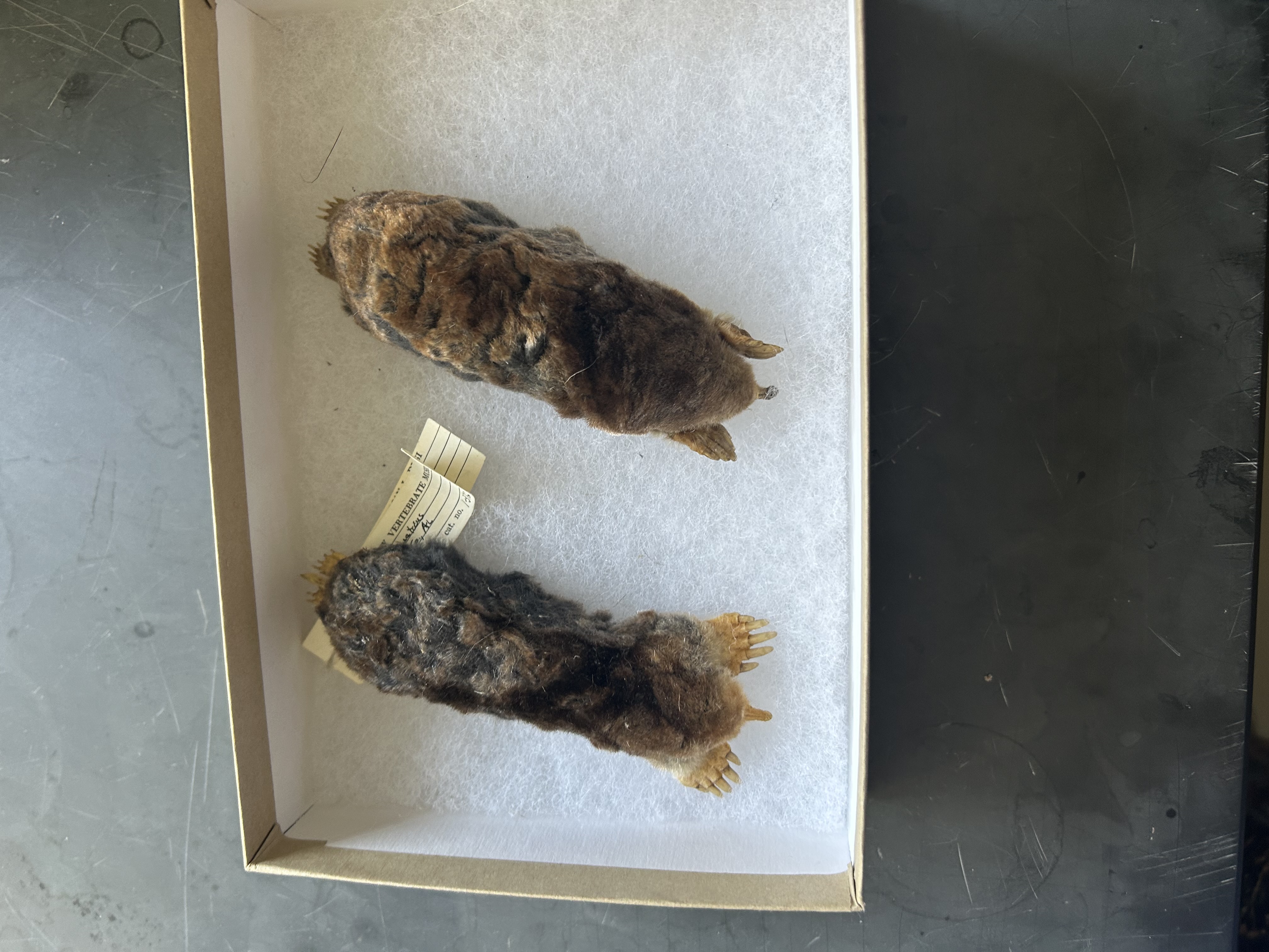 <p>What is the common name for this mammal?</p>