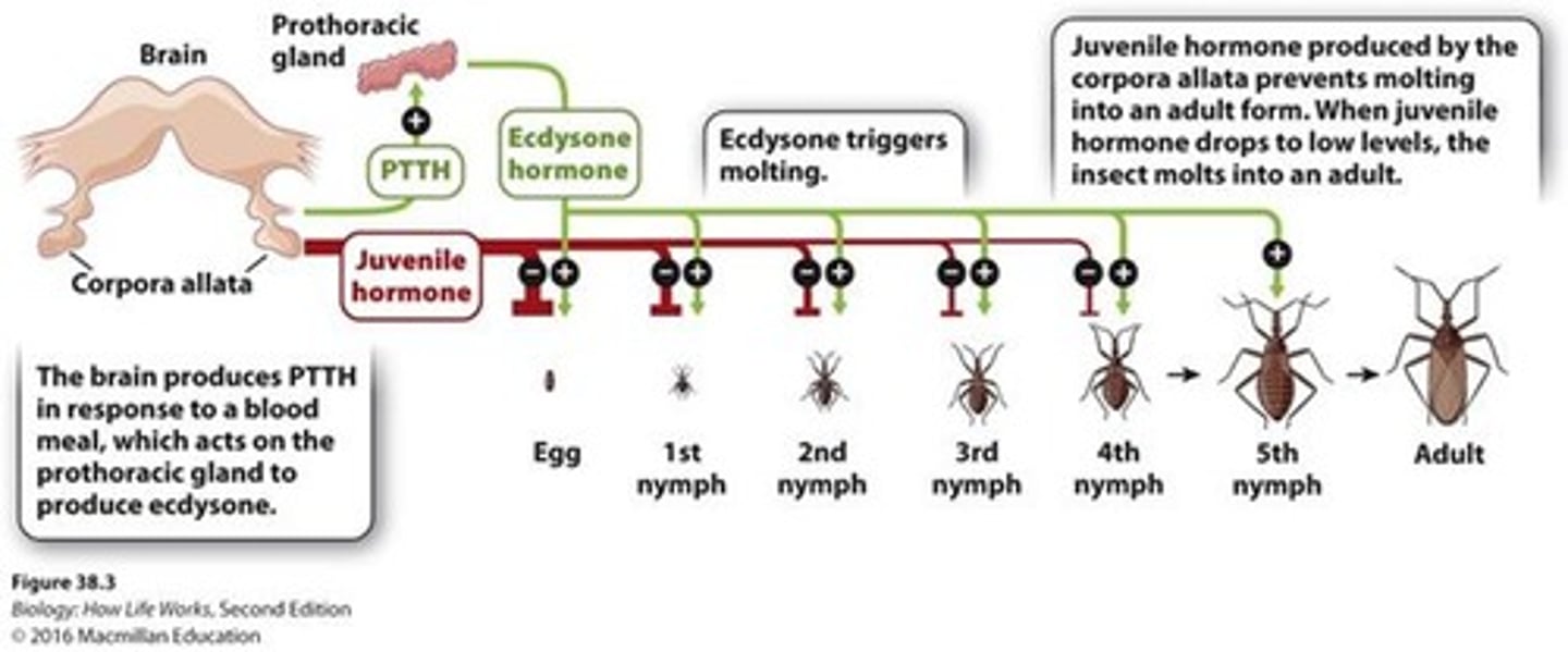 <p>Released from the insect brain after feeding; stimulates the prothoracic gland.</p>