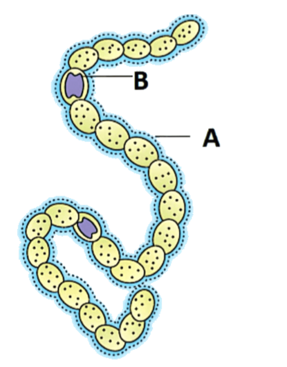 <p>jellylike layer often surrounding cyanobacteria</p>