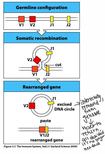 <p>-gene rearrangement through somatic DNA recombination</p>
