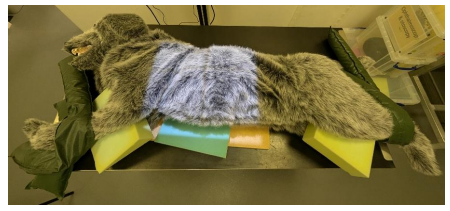 <ul><li><p>Right lateral recumbency.</p></li><li><p>Forelimbs extended and secured cranially. Hindlimbs can be extended and secured caudally.</p></li><li><p>A foam wedge can be placed under the sternum and in between the limbs to counteract natural rotation.</p></li><li><p>Head and neck gently extended</p></li><li><p></p></li></ul><p></p>