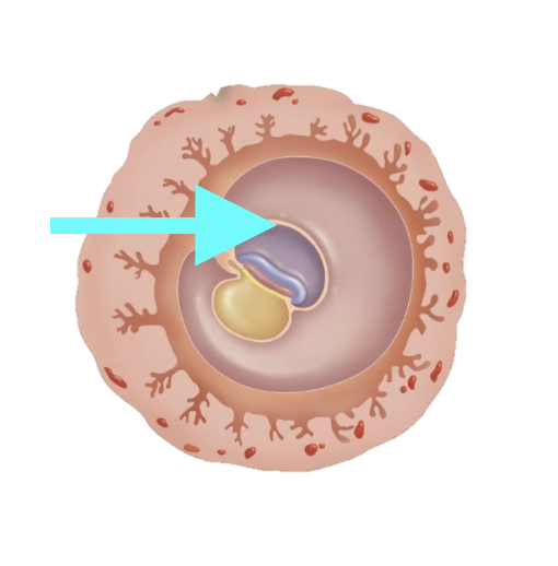 <p>What structure is shown?</p>