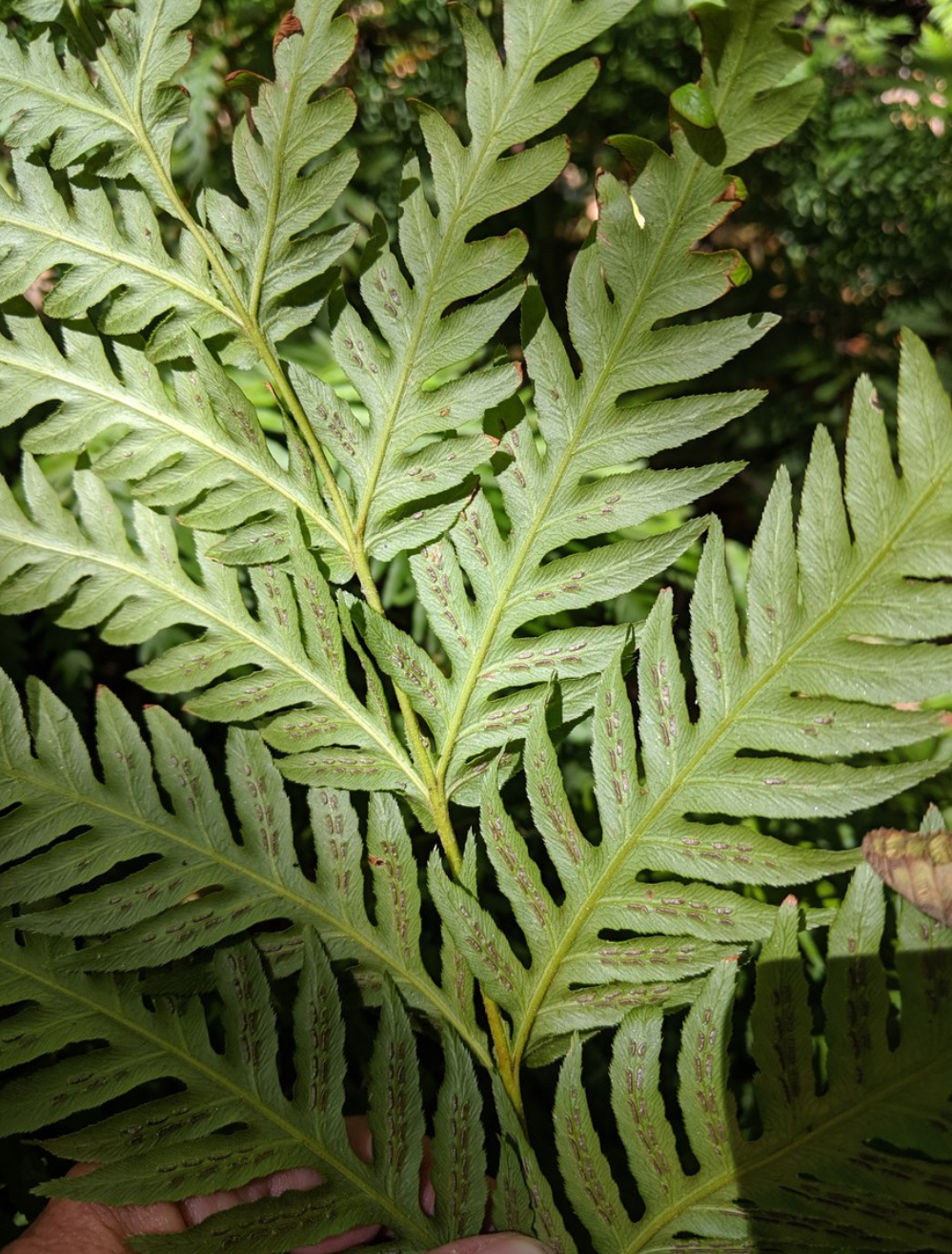 <p>Giant chain fern</p>