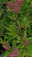 <p>filipendula rubra ‘venusta’</p>