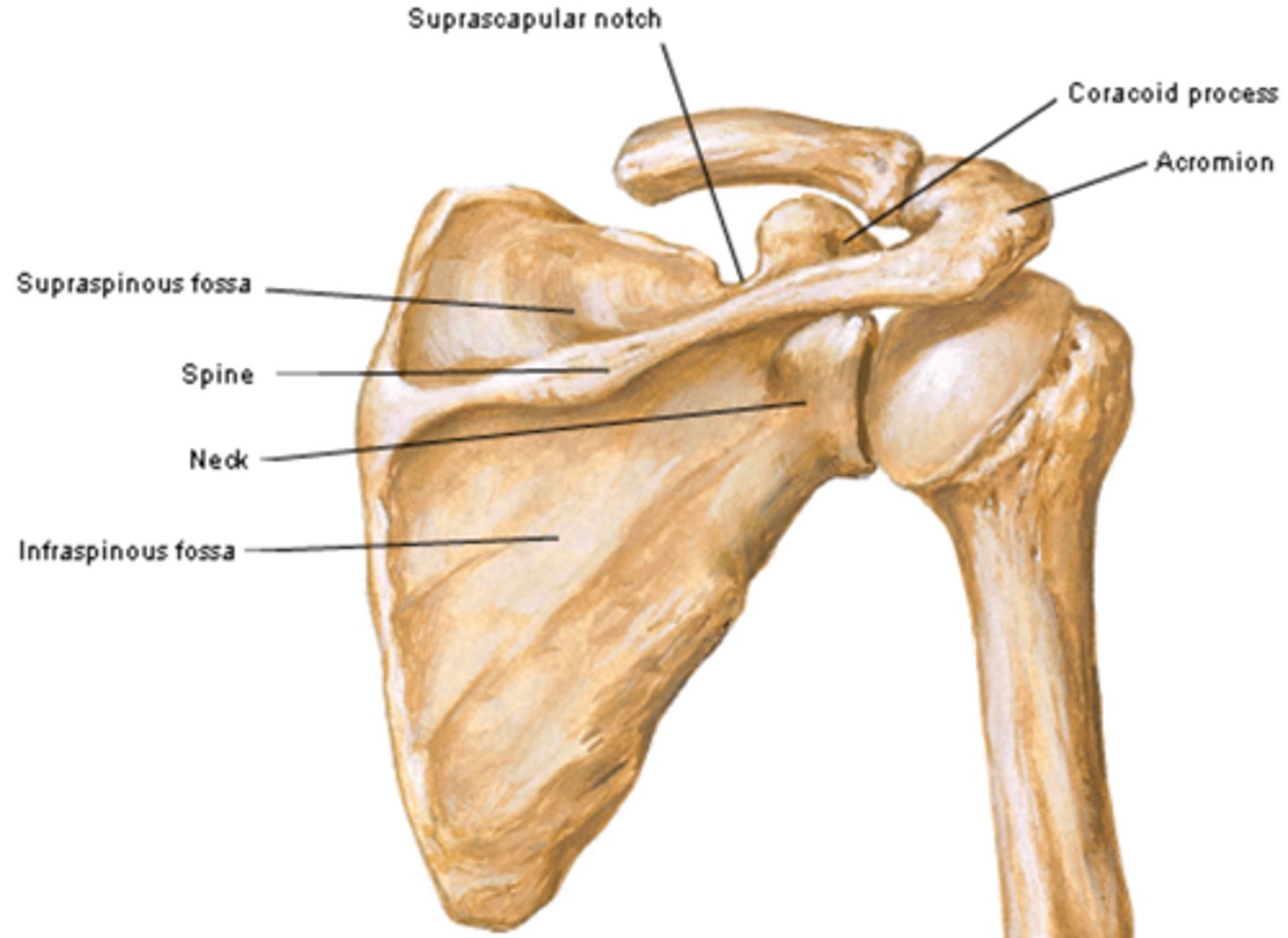 <p>•Triangular flat bone</p><p>•Location: posterior part of the thorax, overlying 2nd – 7th ribs</p><p>•Articulates: humerus (joint) and thoracic wall (physiological scapula-thoracic joint)</p><p>•Surfaces, a total of 3 of them</p><p>•Posterior</p><p>•Costal and</p><p>•Lateral</p>