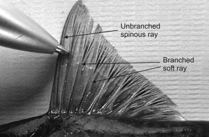 <p>soft, not pointed segment </p><p>segemented</p><p>usually branched </p><p>bilateral, with left and right halves </p><p>usually found on the 2nd dorsal fin in advanced teleosts </p>