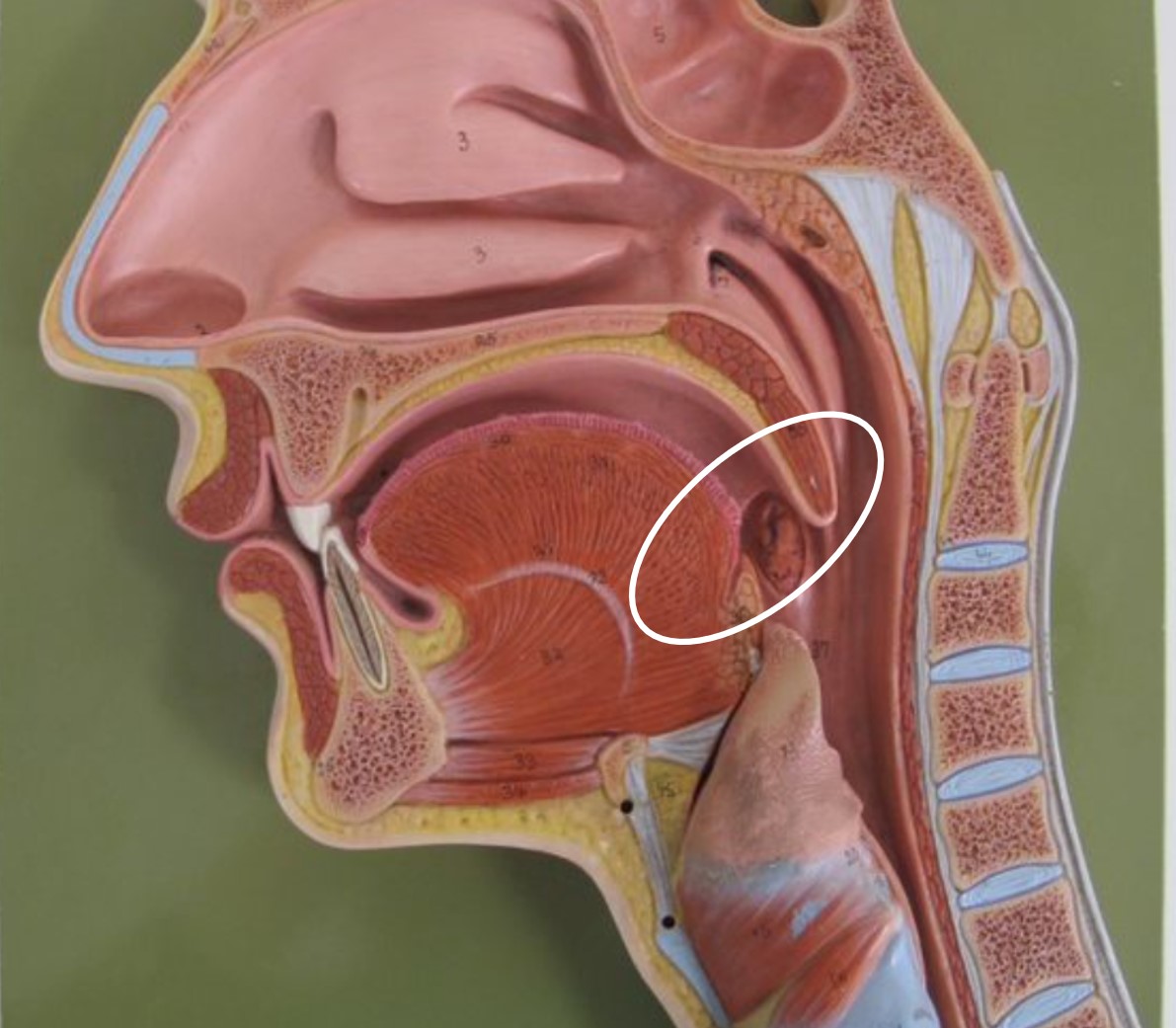 <p><span>doorgang die de verbinding vormt tussen de mondholte en de oropharynx (Latijns)</span></p>